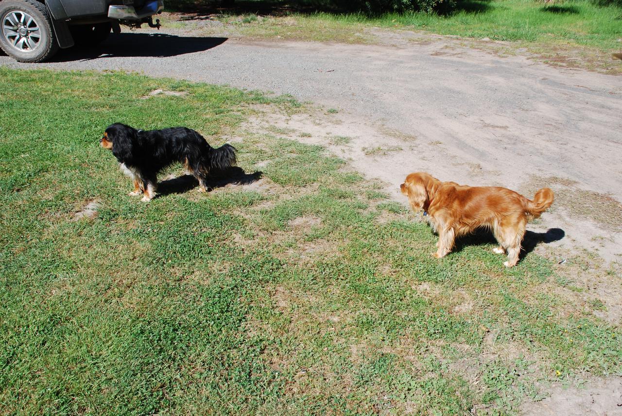 Bluegum Ridge Cottages Merrijig Esterno foto