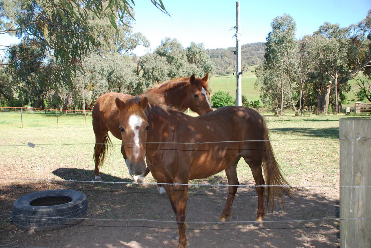 Bluegum Ridge Cottages Merrijig Esterno foto